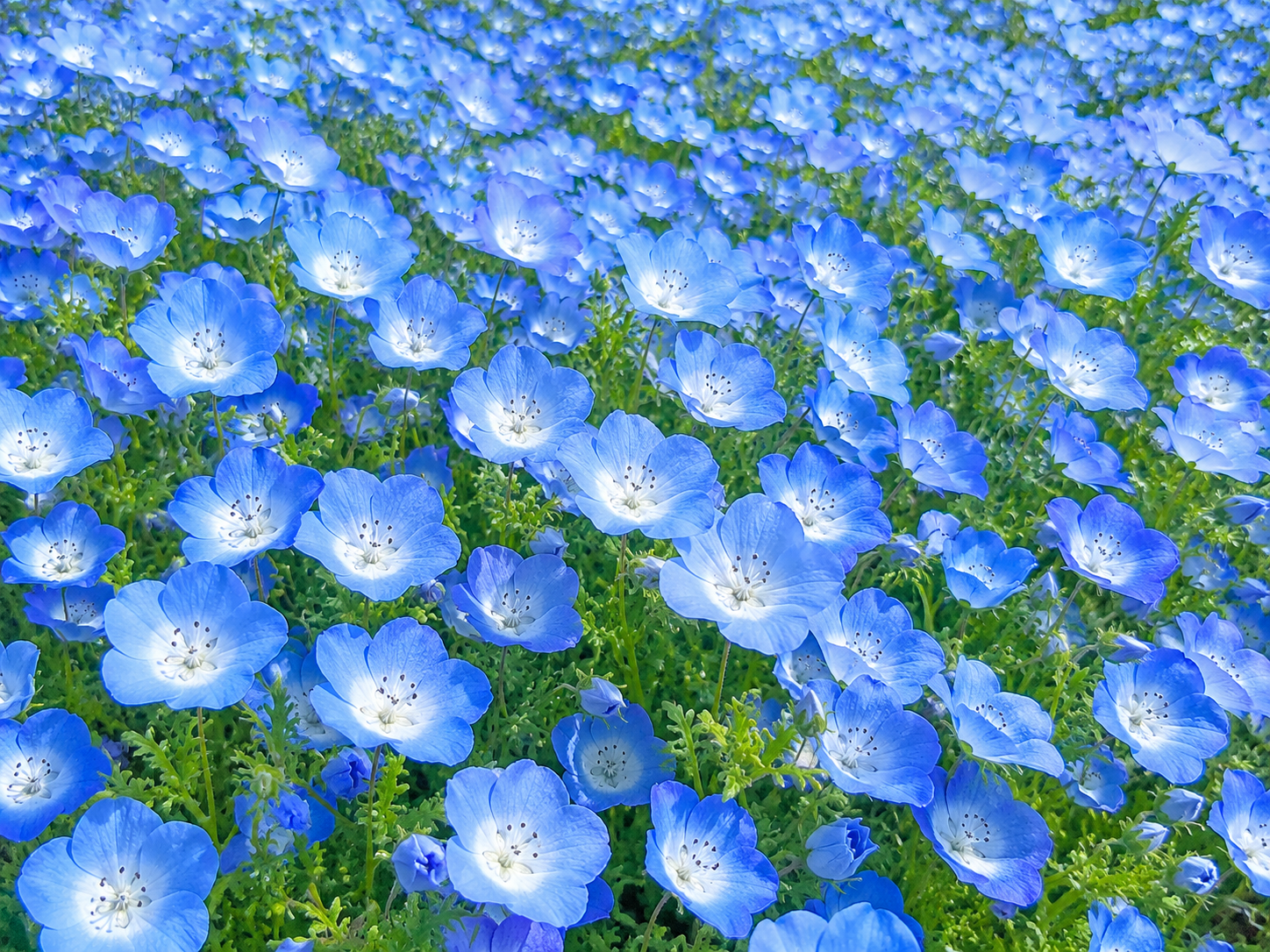 メール鑑定